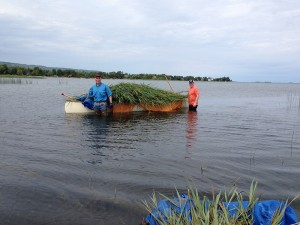 The 2014 cleanup at the west beach area of Lighthouse Point involved physically cutting down the giant plants, transporting them to shore via canoe, piling them on the beach and then disposing of them. The inset photo shows the dramatic change one year later, with most of the phragmites eliminated in the cleanup area.