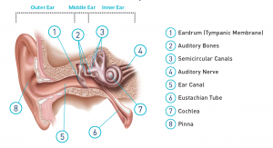 The ear is made up of three sections – the outer ear, the middle ear, and the inner ear – all working together to allow hearing and the processing of sounds.