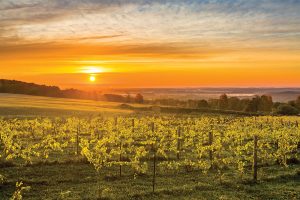 Catherine Morrissey and Stephen Loewy planted 6,000 grapevines at their The Creemore Hills Winery, which produced its first 300 bottles of wine in 2015.