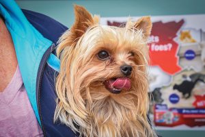 Pet Health - Caring for our four-legged friends