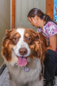 Dr. Michelle Kinoshita performs acupuncture on the writer’s dog, Coco, at Mountain Vista Veterinary Clinic.