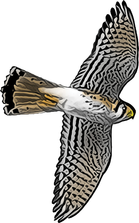 American kestrels are small and slim with a large head and two black “slashes” on the face.