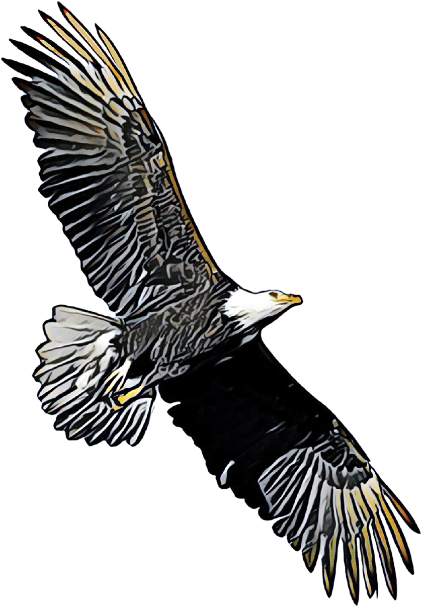 Bald eagles are large and thick, with dark wings and a large white head.