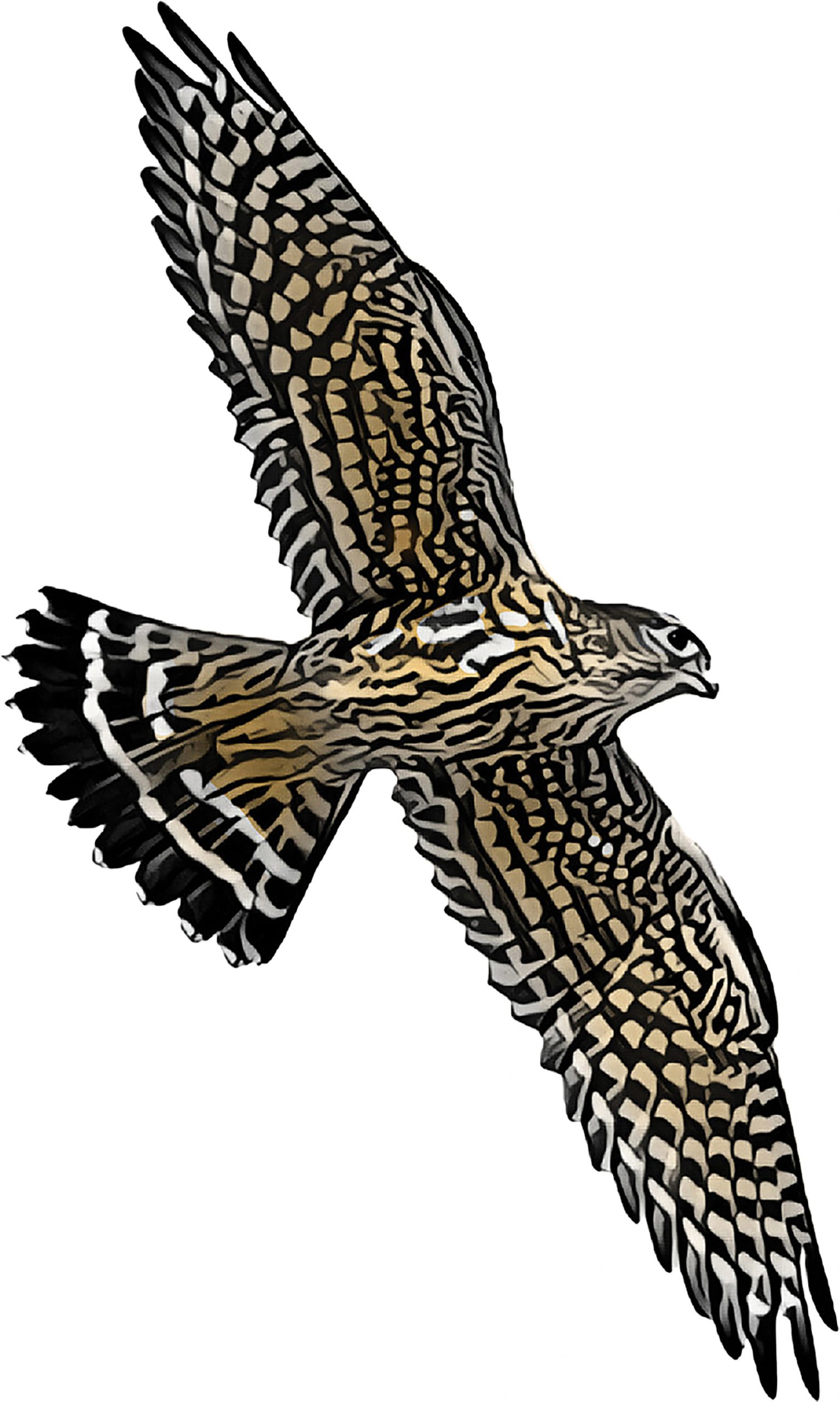Merlins are small, powerful and bullet-fast, with swept-back, pointed wings and a blocky head with white “eyebrows.”