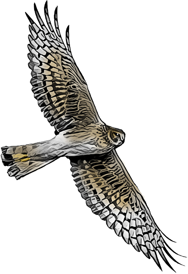 Northern Harriers are long-tailed and slender with owl-like faces.