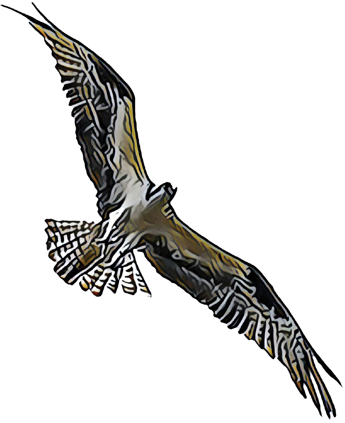 Ospreys are large hawks that are grey-brown with a white belly, broad wingspan and smaller head.