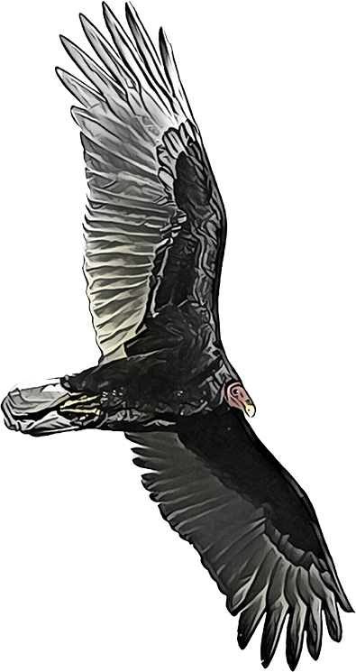 Turkey vultures are large and dark with a rounded tail and small, reddish head.