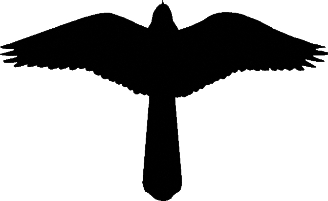 silhouette American Kestrel
