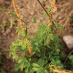 The Humulus lupulus plant will eventually produce small, pine cone-shaped flowers, which are harvested to make hops.