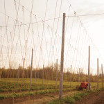 This photo shows the eventual height of the rapidly growing hops plants at Bigheead Hops farm. The plants will grow to a height of 20 feet in just six short weeks, winding up the hydro poles and twine trellises at a rate of 12 inches per day in peak season.
