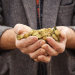 The hops buds are dried and ground, ready to be used in the brewing of world-class beer.