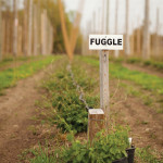 Each hop variety is labeled at Clear Valley. The Fuggle variety was discovered growing “wild” in Kent, England in 1861. In 1875 it was introduced by Richard Fuggle, after whom it was named. The aroma is earthy and not too sweet.