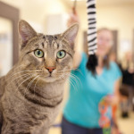 Volunteers care for the cats in the animal shelter’s communal ‘cat room,’ providing food, water, medicine and entertainment.