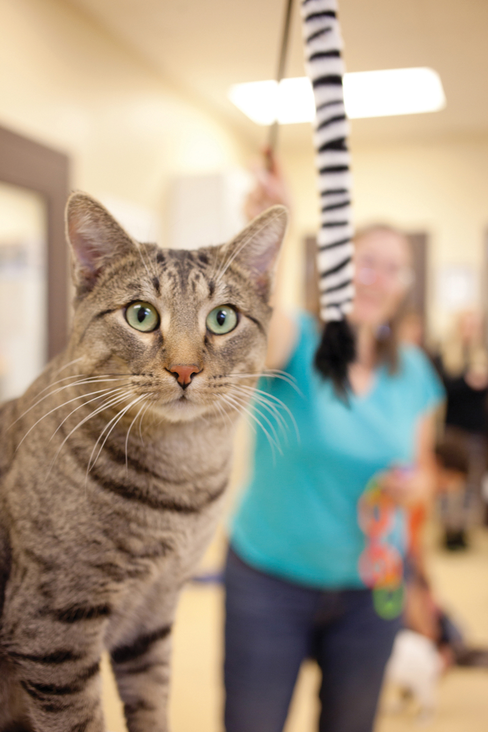 Volunteers care for the cats in the animal shelter’s communal ‘cat room,’ providing food, water, medicine and entertainment.