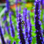 Bees are attracted to the purple Hyssop.