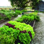 A grouping of 12 by 4-foot raised beds provides the perfect place to grow herbs and vegetables.
