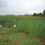 Cleanup efforts at Rupert’s Landing are keeping the phragmites invasion under control, with the help of the Town of Collingwood, the Nottawasaga Valley Conservation Authority, Blue Mountain Watershed Trust and Georgian Bay Forever.