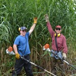 Rick Zimmerman (left) and Bruce Dodgson demonstrate the incredible height of the phragmites at Lighthouse Point as their group of dedicated residents work to cut it down.