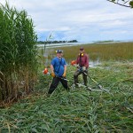 he 2014 cleanup at the west beach area of Lighthouse Point involved physically cutting down the giant plants, transporting them to shore via canoe, piling them on the beach and then disposing of them. The inset photo shows the dramatic change one year later, with most of the phragmites eliminated in the cleanup area.