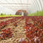 Red lettuce greens sprout through the organic soil in one of The New Farm’s greenhouses.