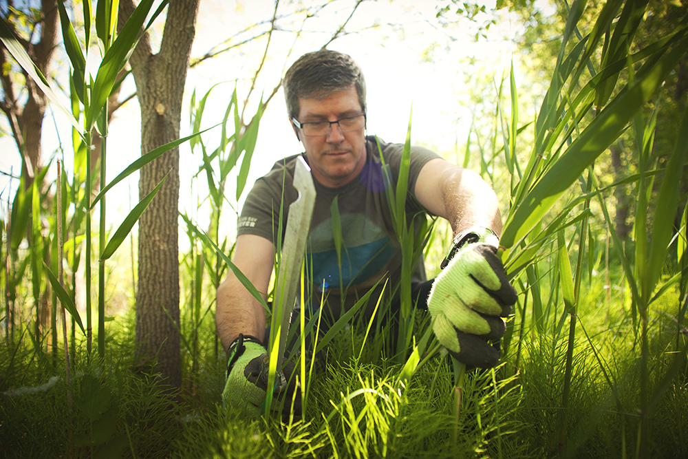 David Sweetnam, executive director of Georgian Bay Forever, cuts invasive phragmites plants near the Collingwood Arboretum. The alien reeds are invading shorelines and wetlands throughout Southern Georgian Bay, making them impassible by humans and uninhabitable by other plants and wildlife.