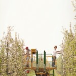 The Ferris prune their Honey Crisp trees on a machine called a Blosi Pruning and Picking Platform, imported from Italy. The “super spindle” system involves planting trees closer together, encouraging them to grow taller and thinner and produce fruit more quickly (three to five years as opposed to five to seven years using traditional methods).