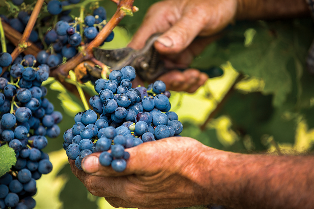 With the harvest comes an appreciation of the work that produces what we eat and drink