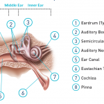 The ear is made up of three sections – the outer ear, the middle ear, and the inner ear – all working together to allow hearing and the processing of sounds.
