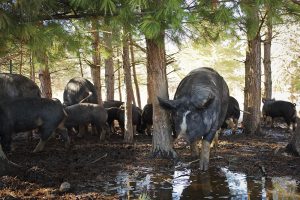 Berkshire pigs thrive outdoors on the Mitchell Farm, eliminating the need for a barn while turning and fertilizing the soil.