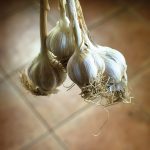 In addition to raw garlic, Kimberly Schneider dehydrates and processes any leftover garlic into garlic powder.