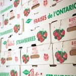 Local strawberries are shipped to markets and grocery stores across our region and throughout Ontario.