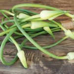 Garlic scapes have many culinary uses, including scape pesto.