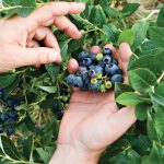 Wild blueberries can be found in abundance and can also be grown in your own backyard.