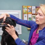 Dr. Ardis Ardiel checks Needles for canine dental disease.