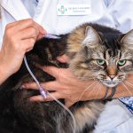 Dr. Kelly Volmers of River Road Animal Hospital in Wasaga Beach works with Eddie the cat to remove ticks.