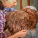 Dr. Michelle Kinoshita performs acupuncture on the writer’s dog, Coco.