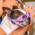 Pet Health - Caring for our four-legged friends