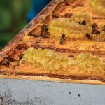 The bees feed on the honey, which, along with the smoke, helps keep them calm during harvesting.