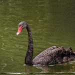 Richard Garner – Black Swan