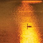 Richard Garner – Canada goose at sunset