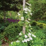 With a deck opening off the family room. White clematis thrives on a cedar arbour.