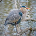 Richard Garner – blue heron