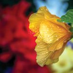 Richard Garner – hibiscus