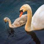 Richard Garner – swan and signets