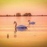 Richard Garner – swans