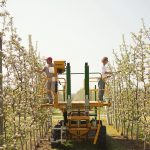 Tom and Karen Ferri of T&K Ferri Orchards in Clarksburg prune their Honey Crisp trees on a machine called a Blosi Pruning and Picking Platform, imported from Italy. The Ferris were the first apple growers in Ontario to introduce the “super spindle” system to maximize the apple yield on their 50-acre farm.