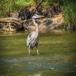 Wildlife along the shore includes a great blue heron, who watches us warily as we approach, and a painted turtle sunning itself as we paddle by.
