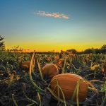 Tales from the Pumkin Patch