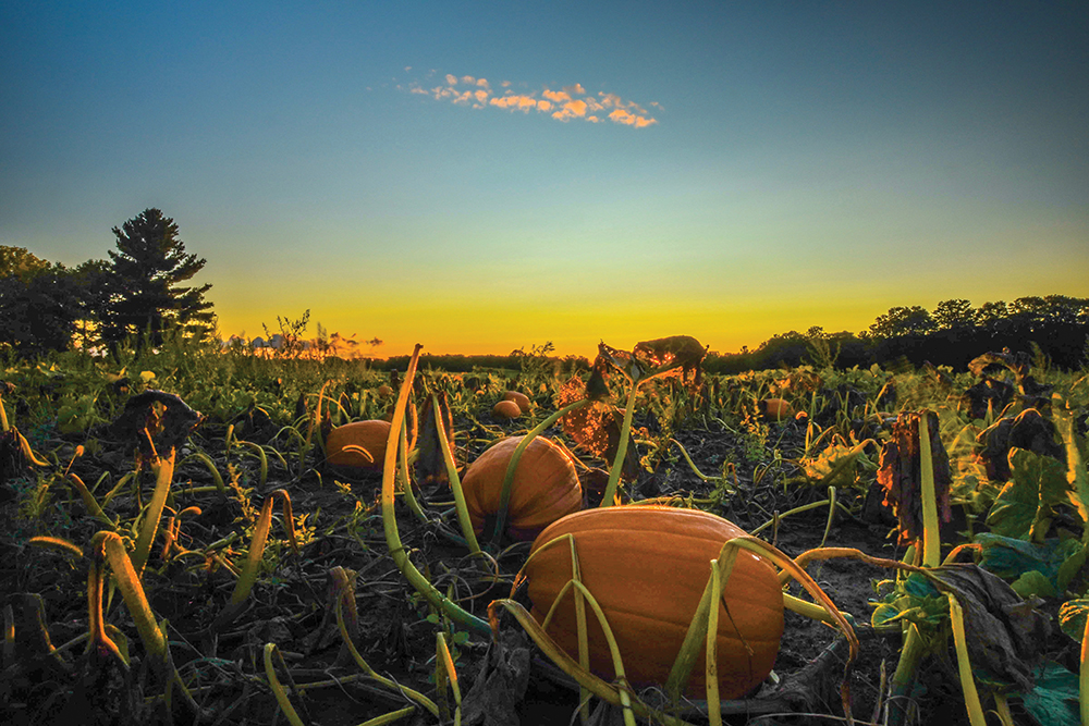 Tales from the Pumkin Patch