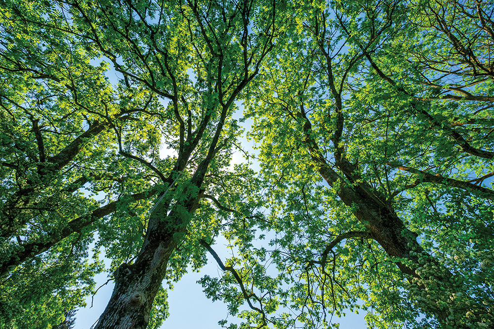 Everything you need to know about choosing, planting and caring for trees on your property